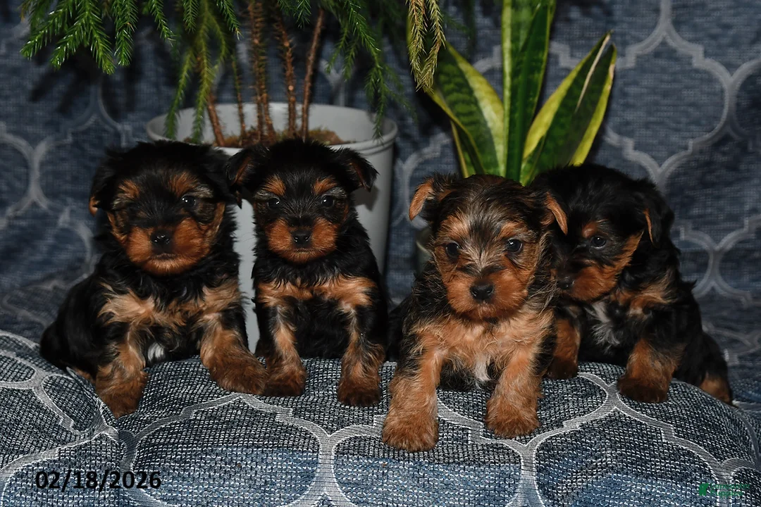 Yorkshire Terrier dogs for sale: Dakota - Ad 5