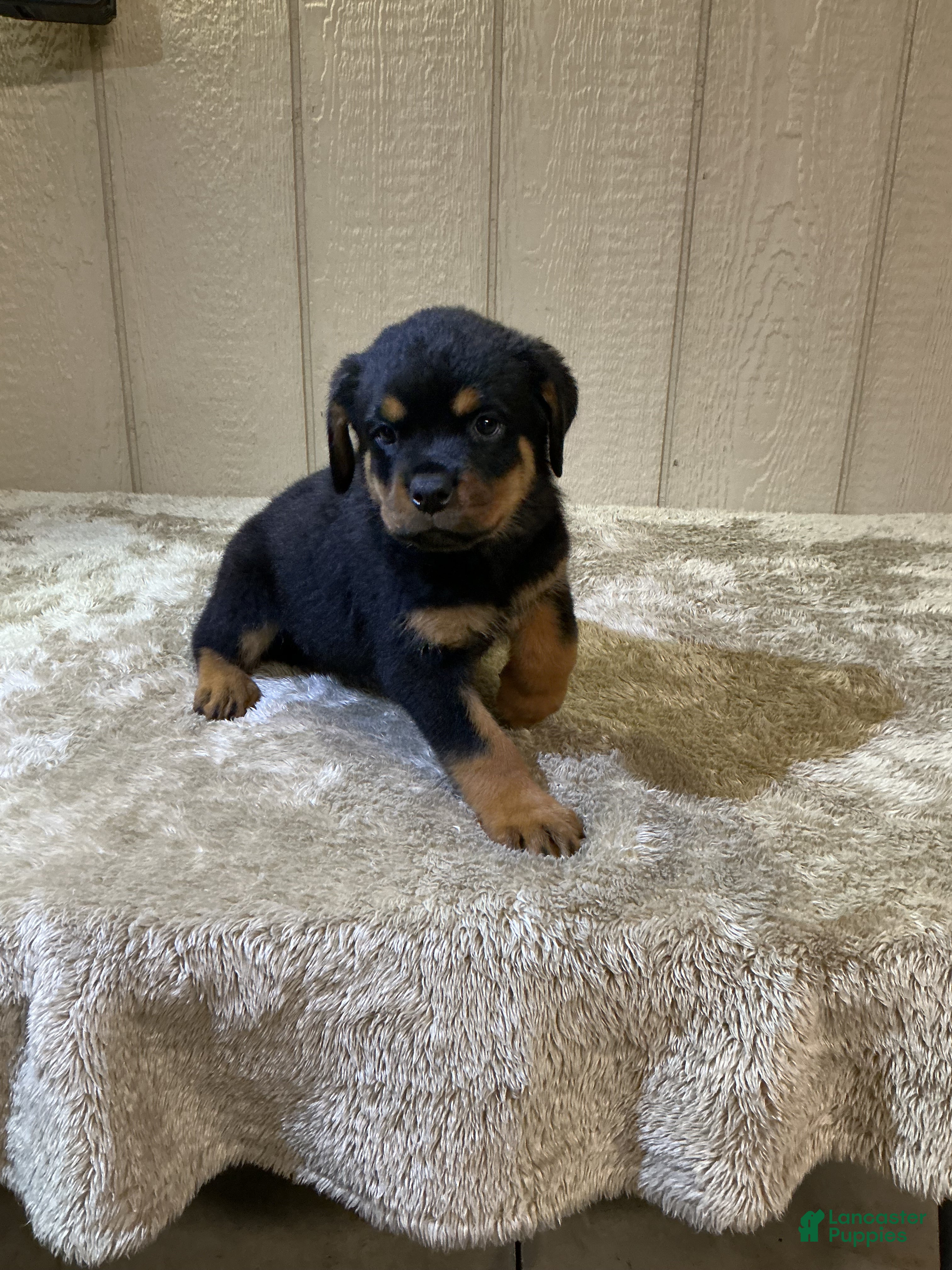 Rottweiler dogs Rottweiler 4 - Ad 2