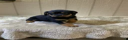 Rottweiler dogs for sale: Rottweiler 4 - Ad 2