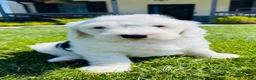 Sheepadoodle dogs for sale: Lily  - Ad 8