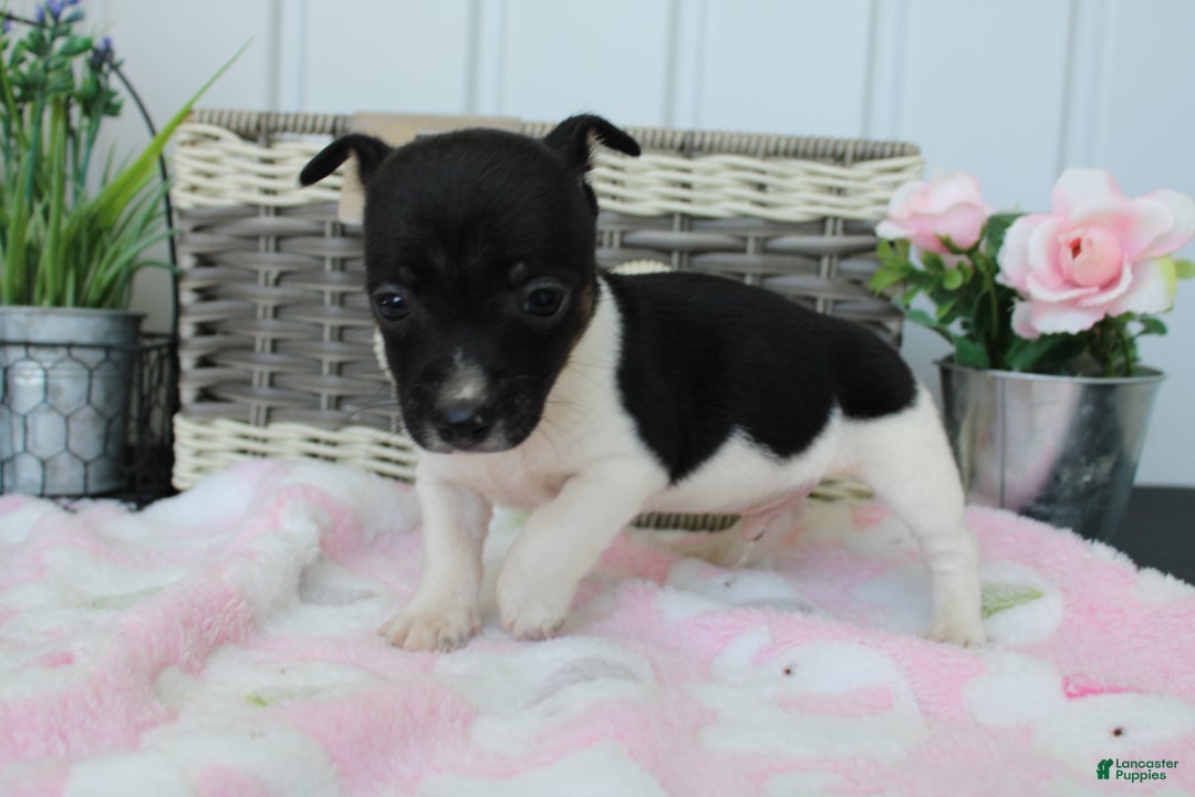 Gallery Image {{count}}