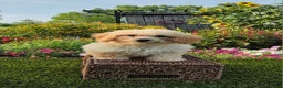 Havapoo dogs for sale: Aurora - Ad 1
