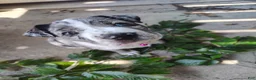 Mixed Breed dogs for sale: Eva - Ad 1