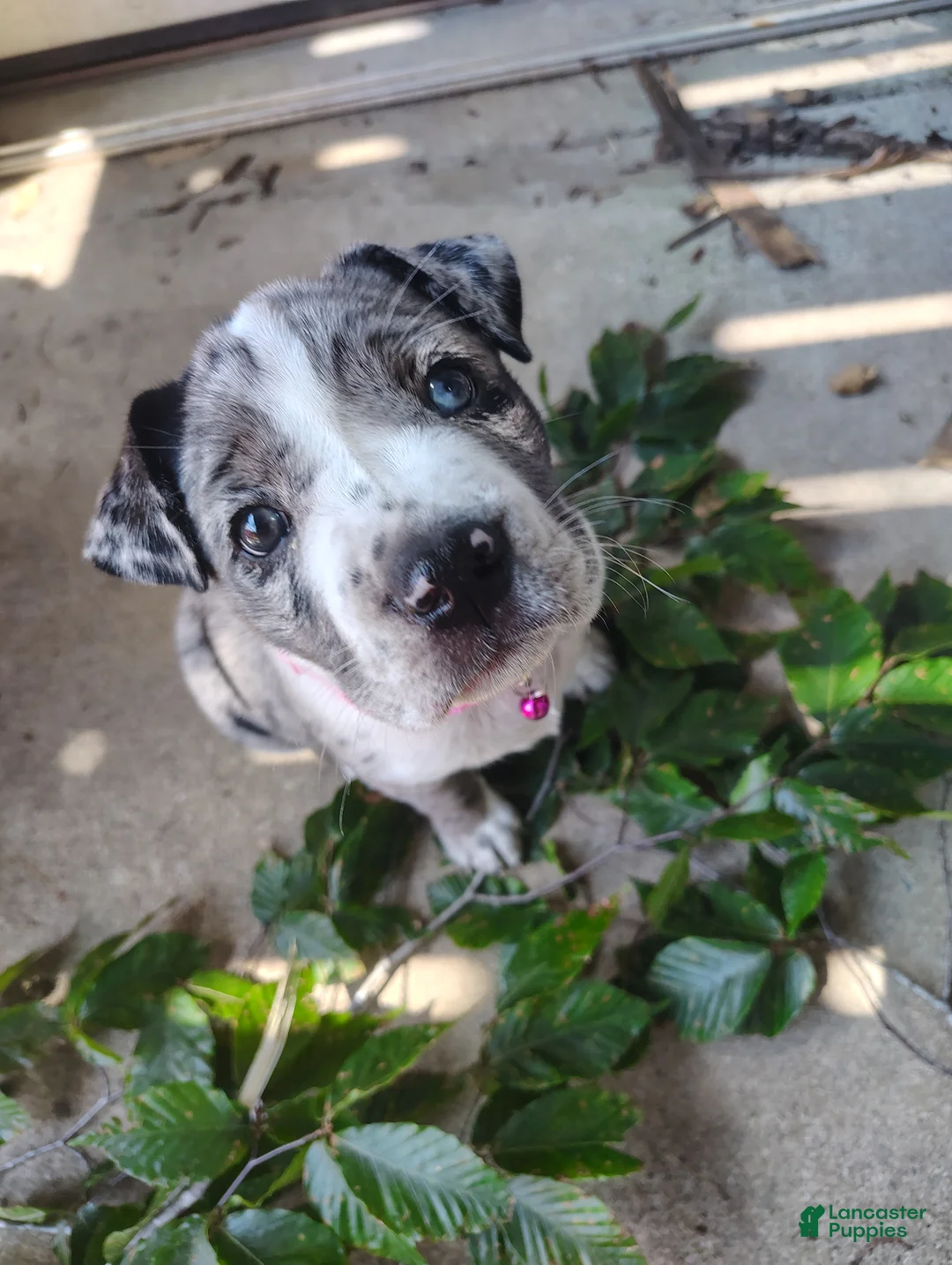 Mixed Breed dogs for sale: Eva - Ad 1