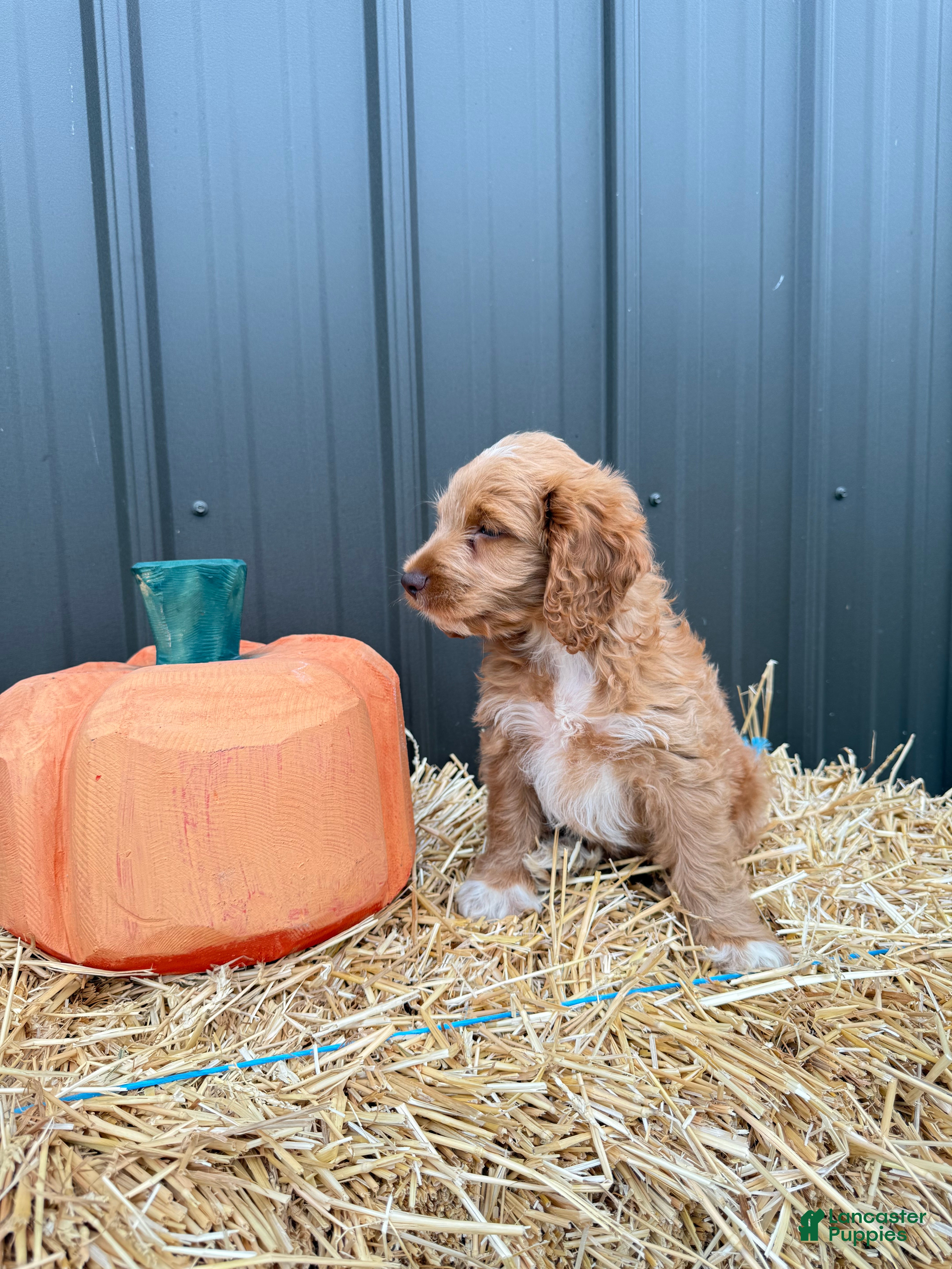 Cockapoo dogs Bentley - Ad 2