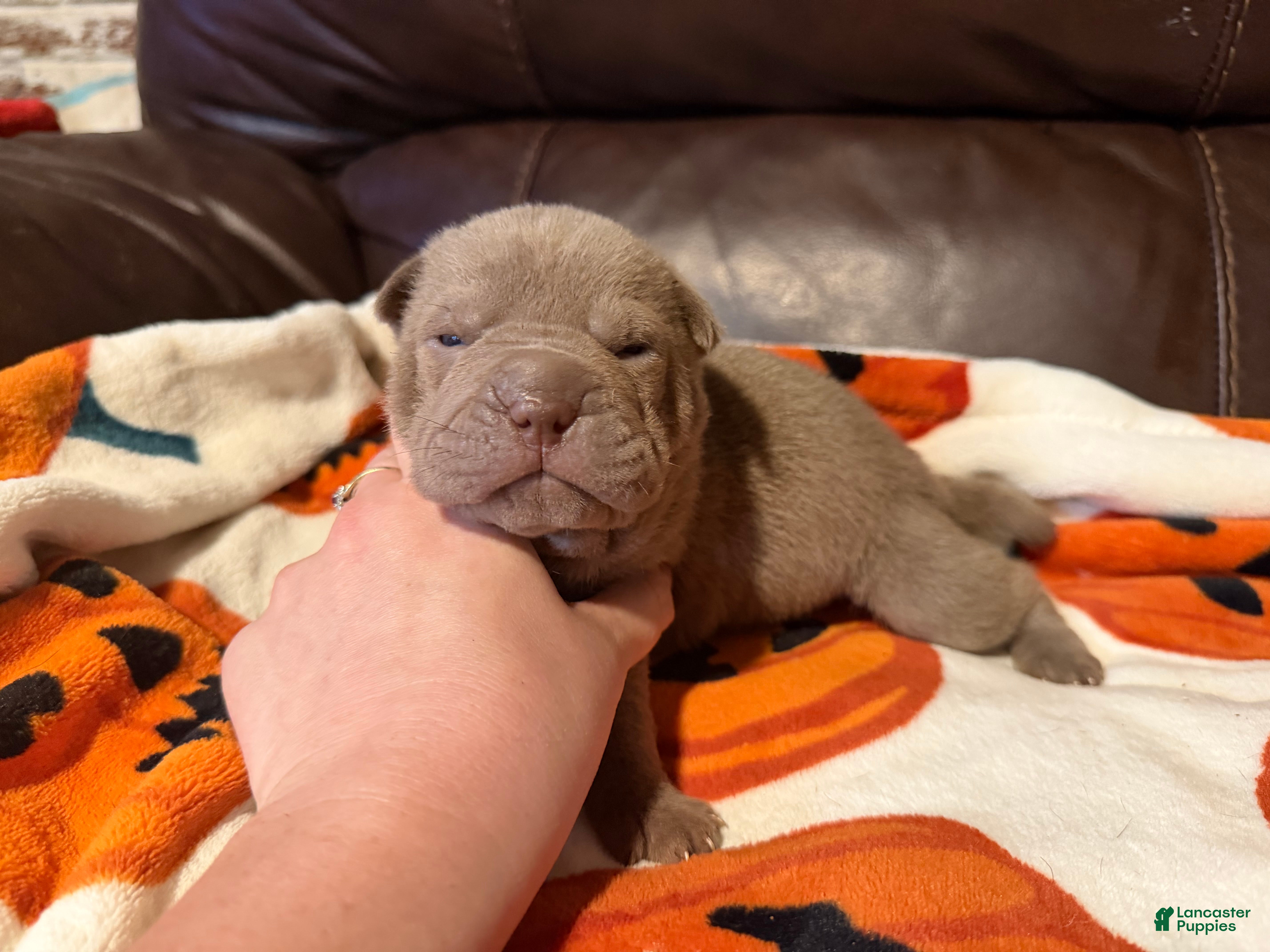Shar Pei dogs for sale: Sage - Ad 1