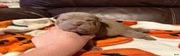 Shar Pei dogs for sale: Sage - Ad 1