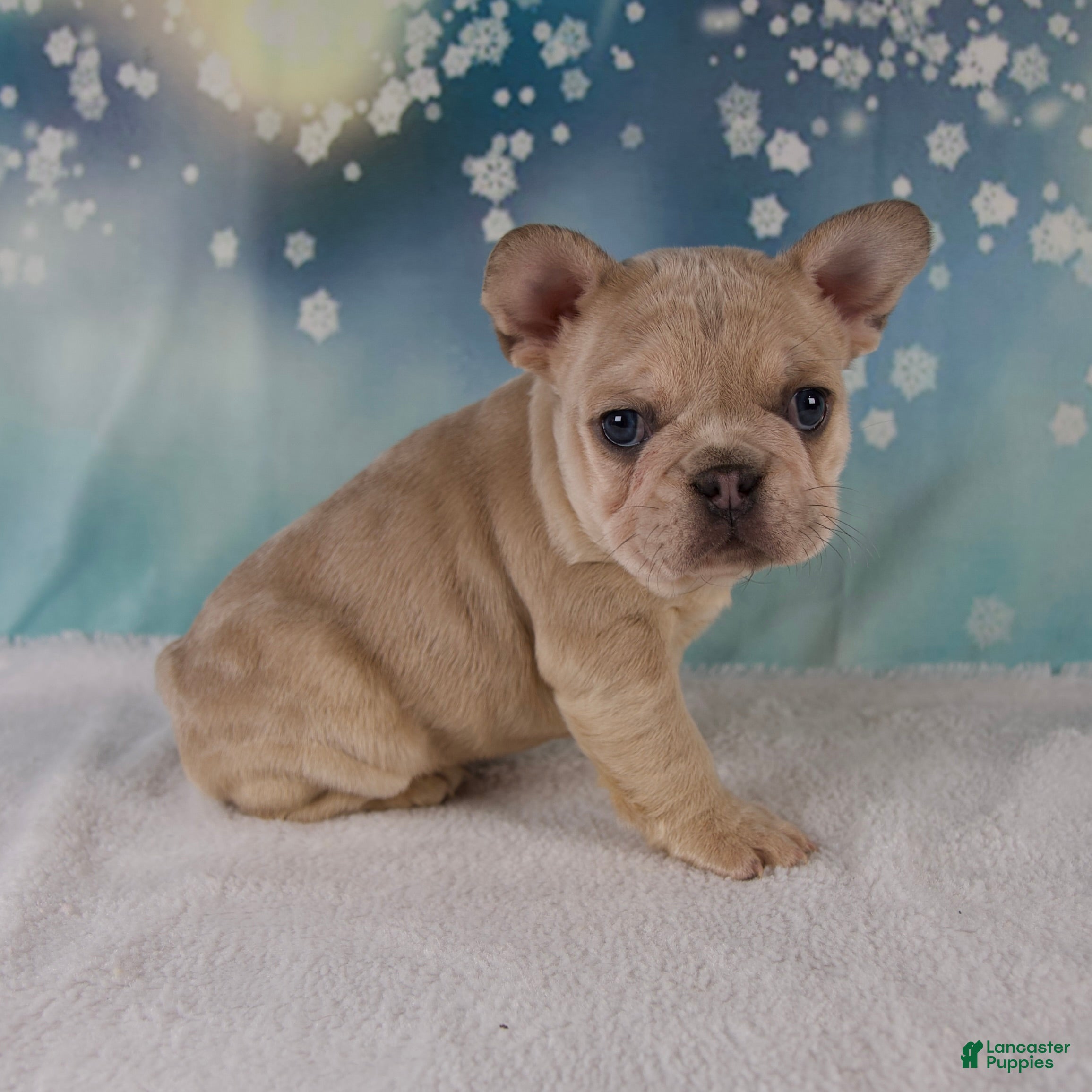 French Bulldog dogs Mika - Ad 2