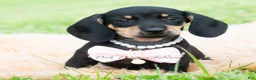 Miniature Dachshund dogs for sale: Bianca - Ad 6