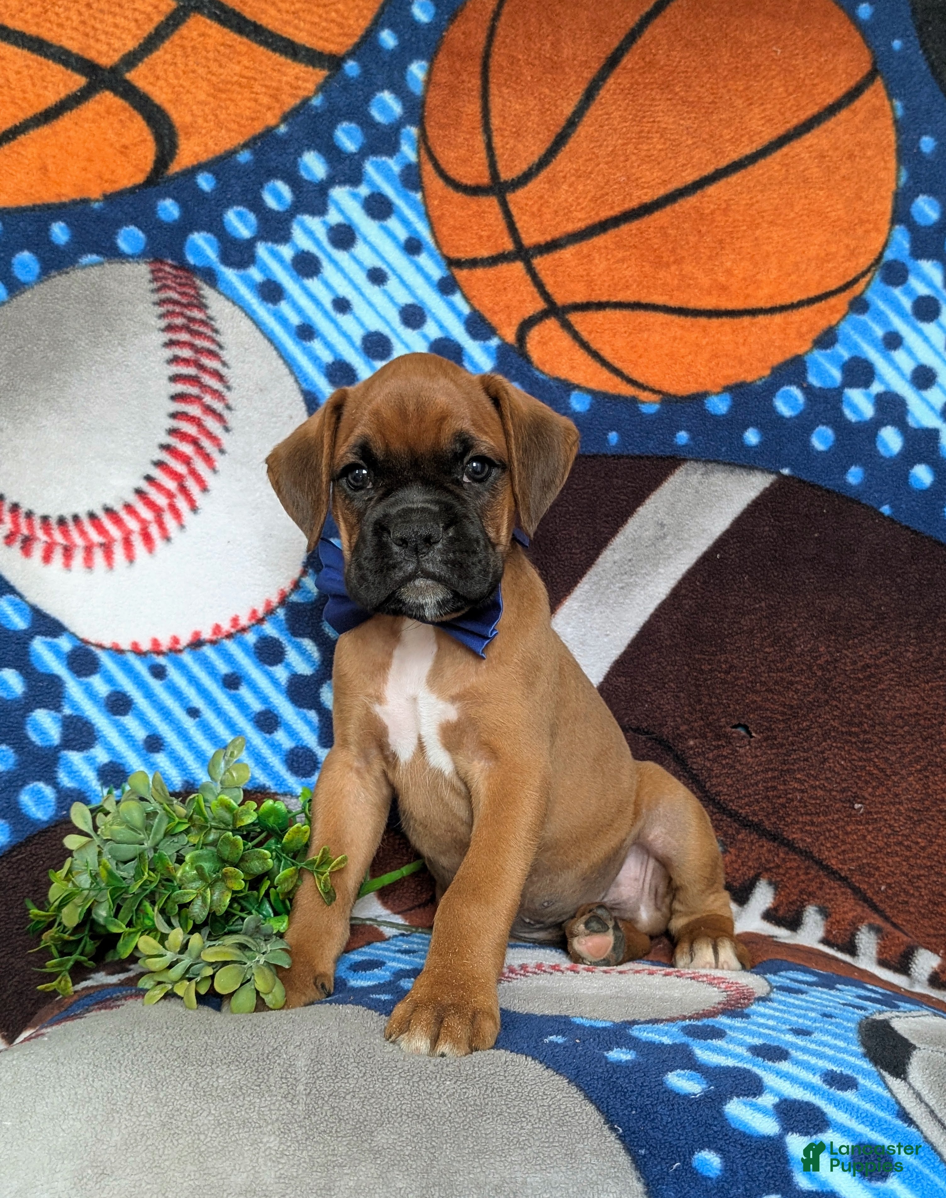 Boxer dogs Tye - Ad 1