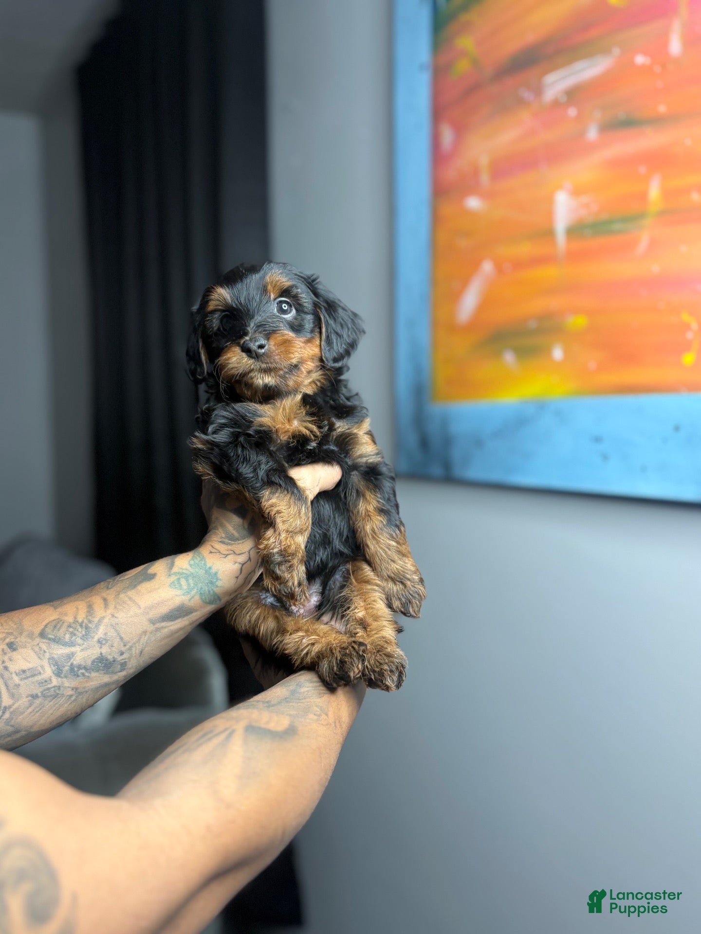 Yorkiepoo dogs for sale: Sasha - Ad 16