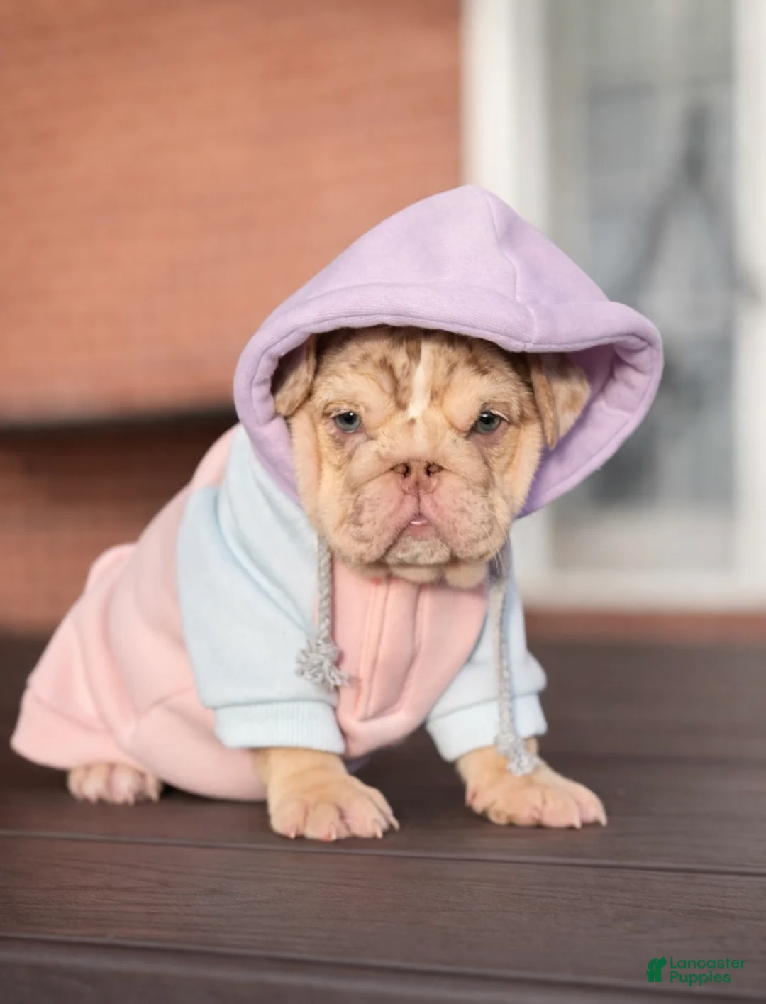 English Bulldog dogs for sale: Bonnie - Ad 4