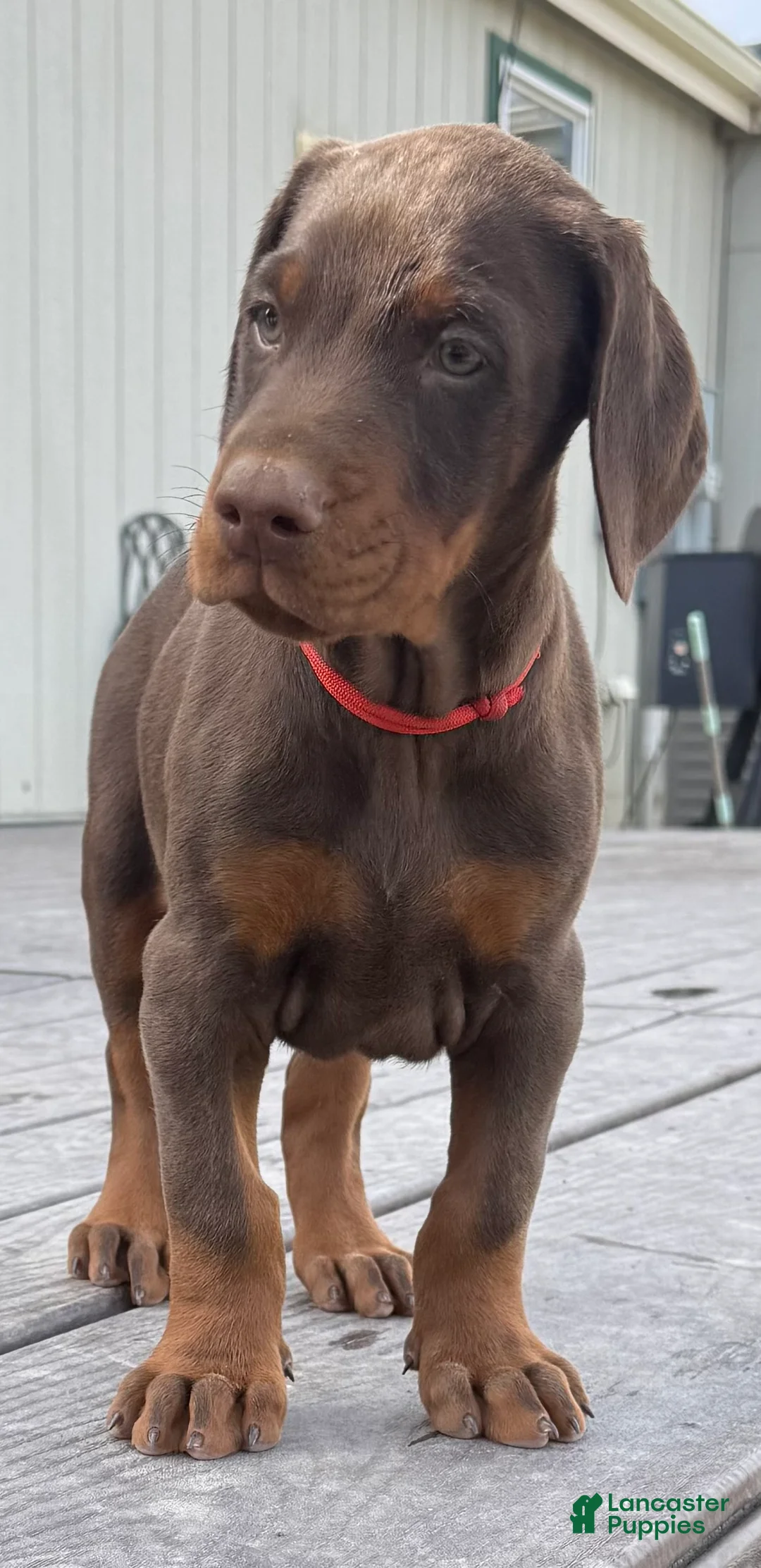 Doberman Pinscher dogs for sale: Doberman Pinscher Puppy 2 - Ad 1