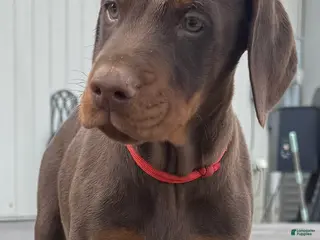 Doberman Pinscher dogs Doberman Pinscher Puppy 2 - Ad 6