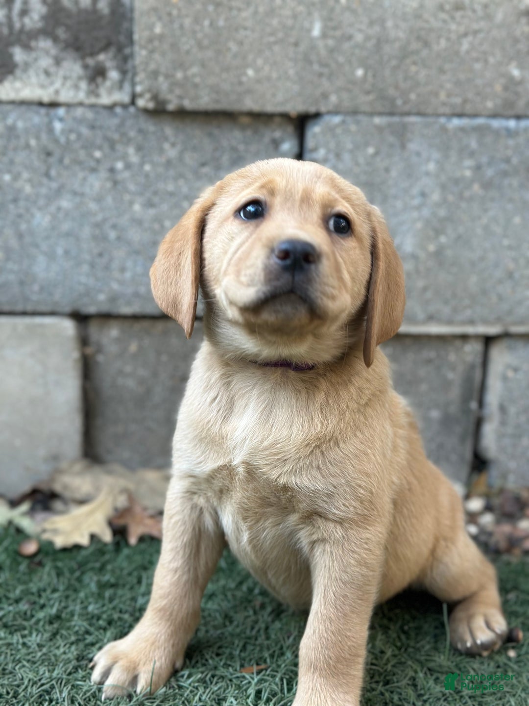 Labrador Retriever Puppies for sale in New Jersey Lancaster Puppies