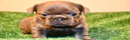 French Bulldog dogs for sale: French Bulldog 2 - Ad 10