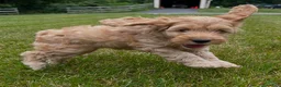 Cockapoo dogs for sale: Vivi - Ad 3