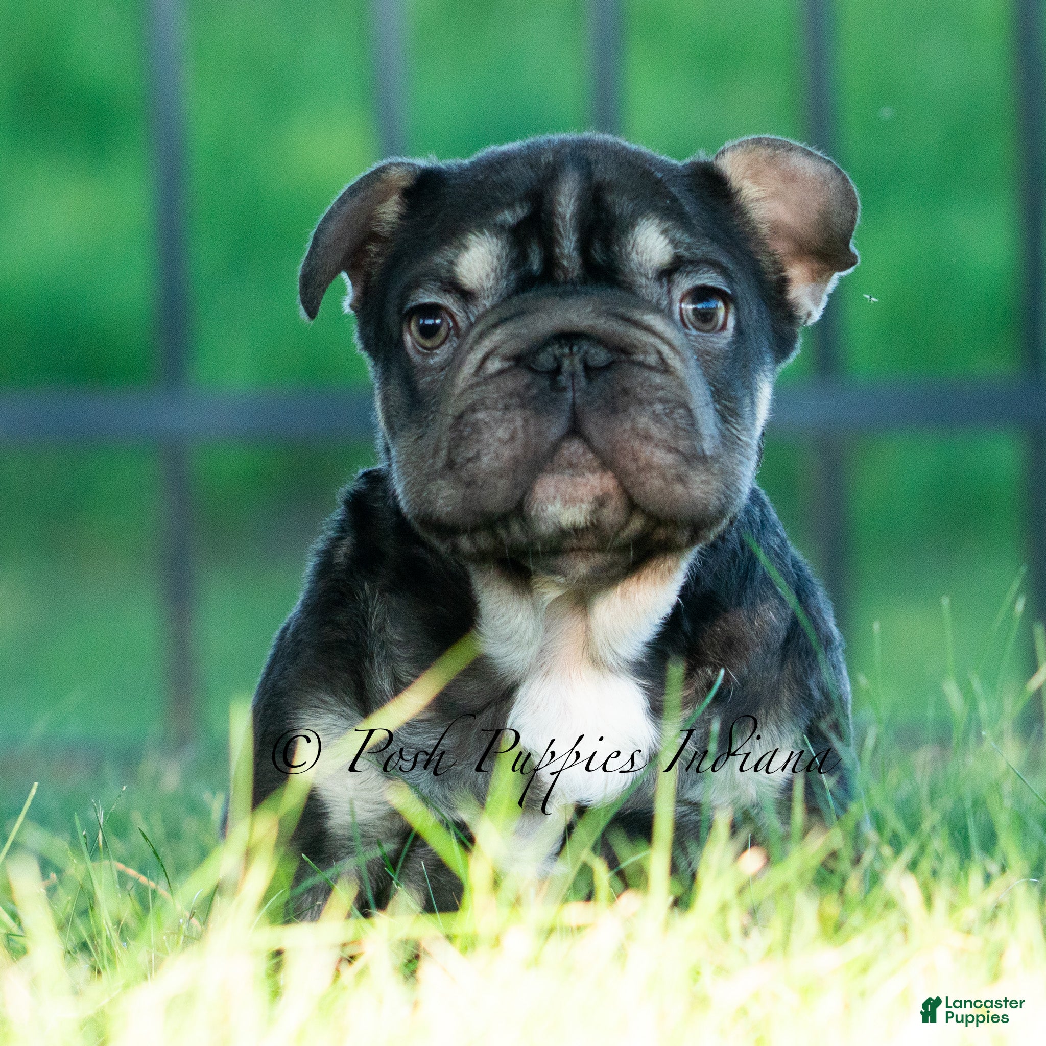 French Bulldog dogs Hershey Hue - Ad 6