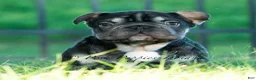 French Bulldog dogs for sale: Hershey Hue - Ad 1