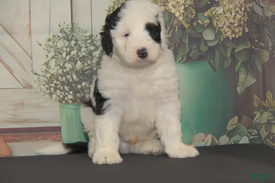 Sheepadoodle dogs for sale: Moses F1 - Ad 5