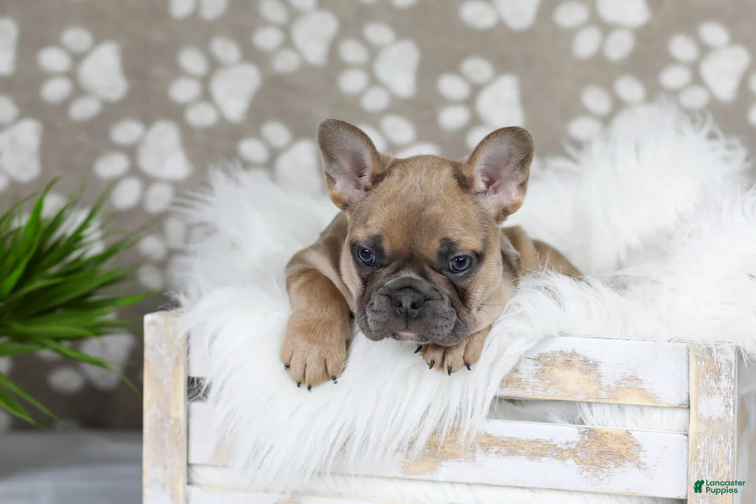 French Bulldog dogs for sale: Golden Gem - Ad 2