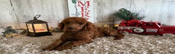 Toy Poodle dogs for sale: Penny - Ad 1