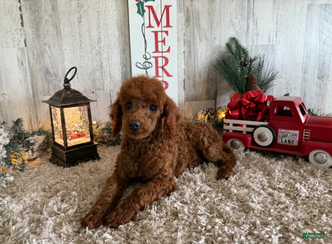 Toy Poodle dogs for sale: Penny - Ad 1