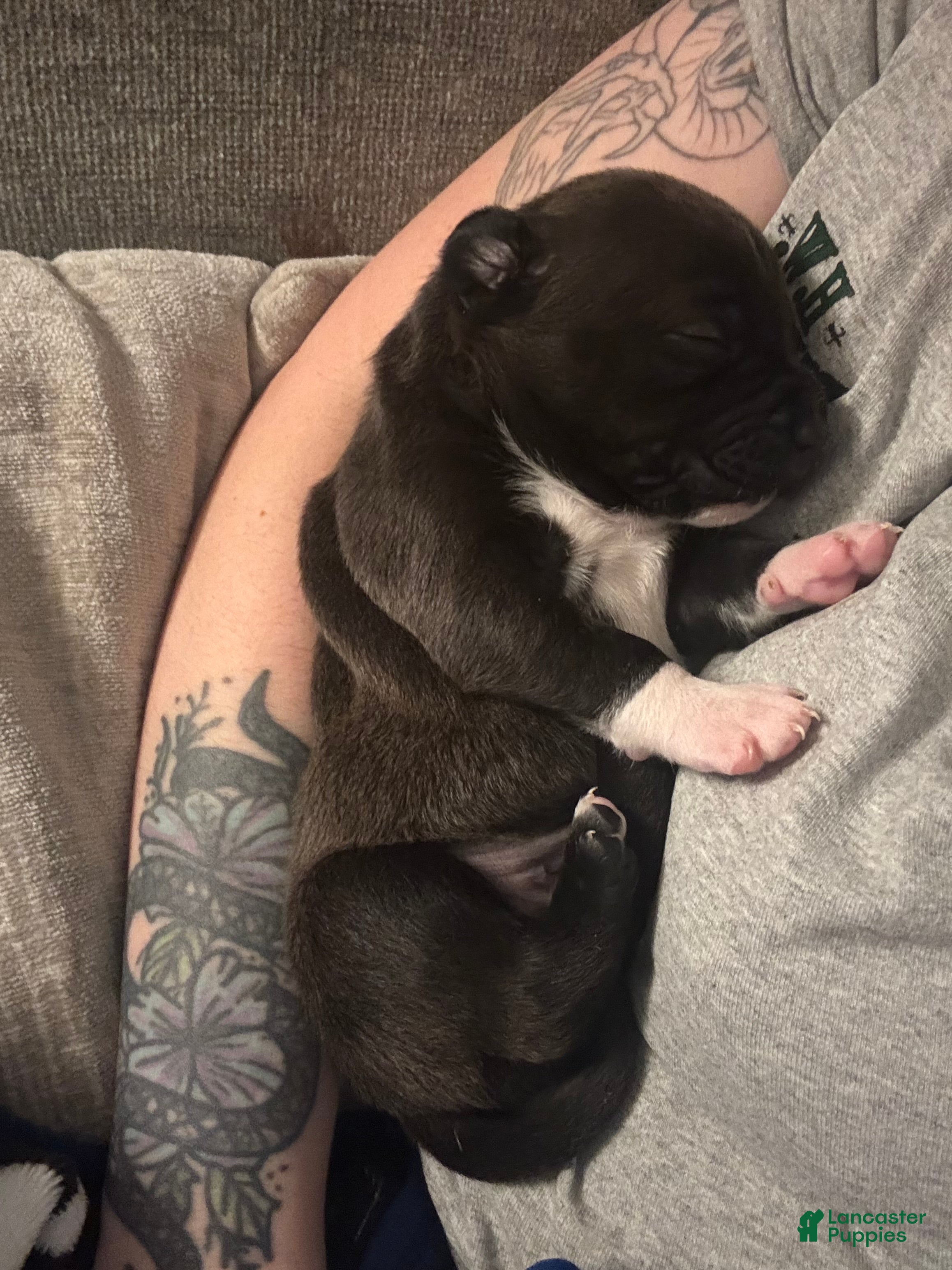 American Bully dogs Choco Loco - Ad 2