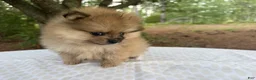Pomeranian dogs for sale: Duchess - Ad 3