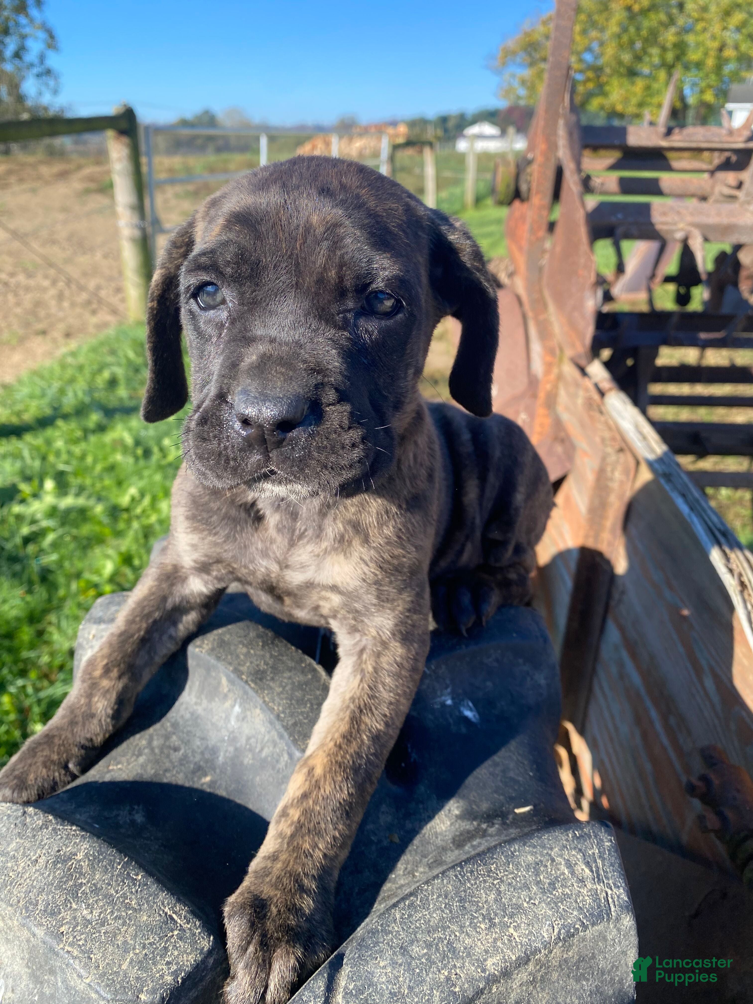 Cane Corso dogs for sale: Callie - Ad 1