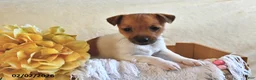 Jack Russell Terrier dogs for sale: Cuddles  - Ad 3