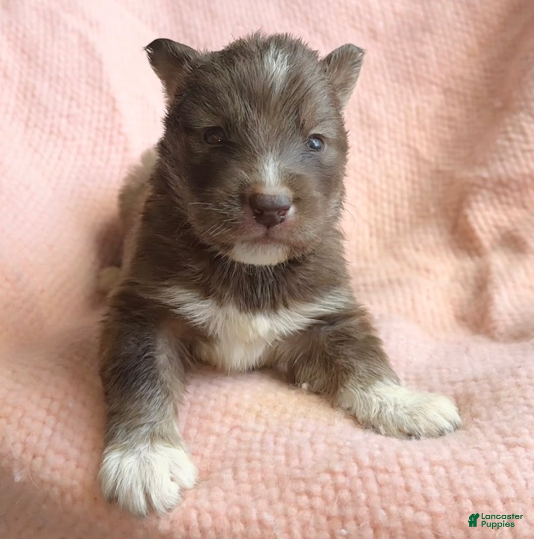 Siberian Husky dogs for sale: Noelle - Ad 1