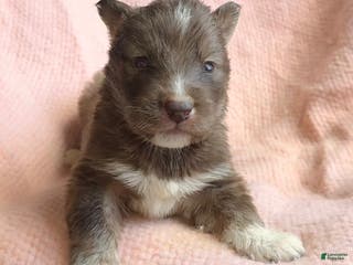 Siberian Husky dogs Noelle - Ad 9