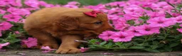 Golden Retriever dogs for sale: Quinny 🐾  - Ad 8