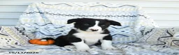 Border Collie dogs for sale: Edge - Ad 3