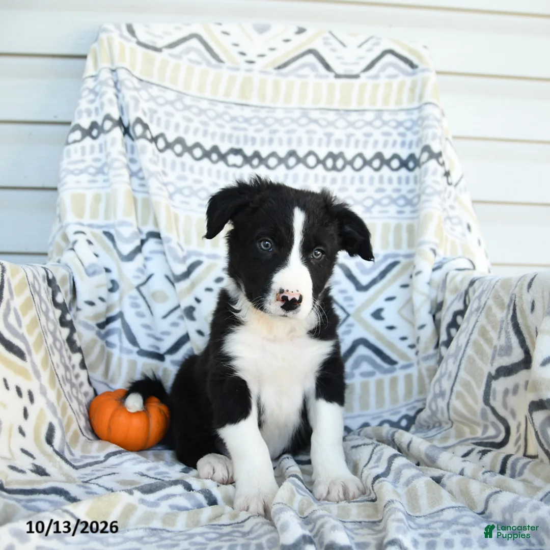 Border Collie dogs for sale: Edge - Ad 3