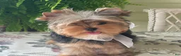 Biewer Terrier dogs for sale: Izzy - Ad 3