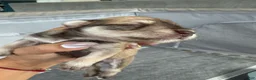 Miniature Schnauzer dogs for sale: Miniature Schnauzer Puppy 5 - Ad 4