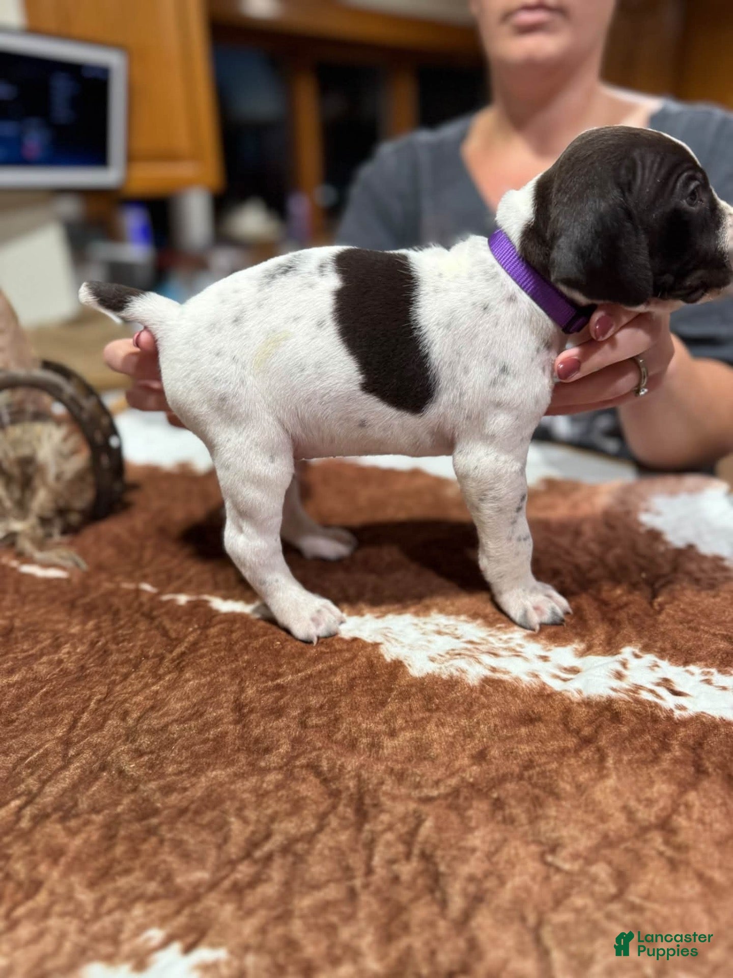 German Shorthaired Pointer dogs for sale: German Shorthaired Pointer 2 - Ad 7
