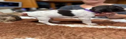 German Shorthaired Pointer dogs for sale: German Shorthaired Pointer 2 - Ad 1