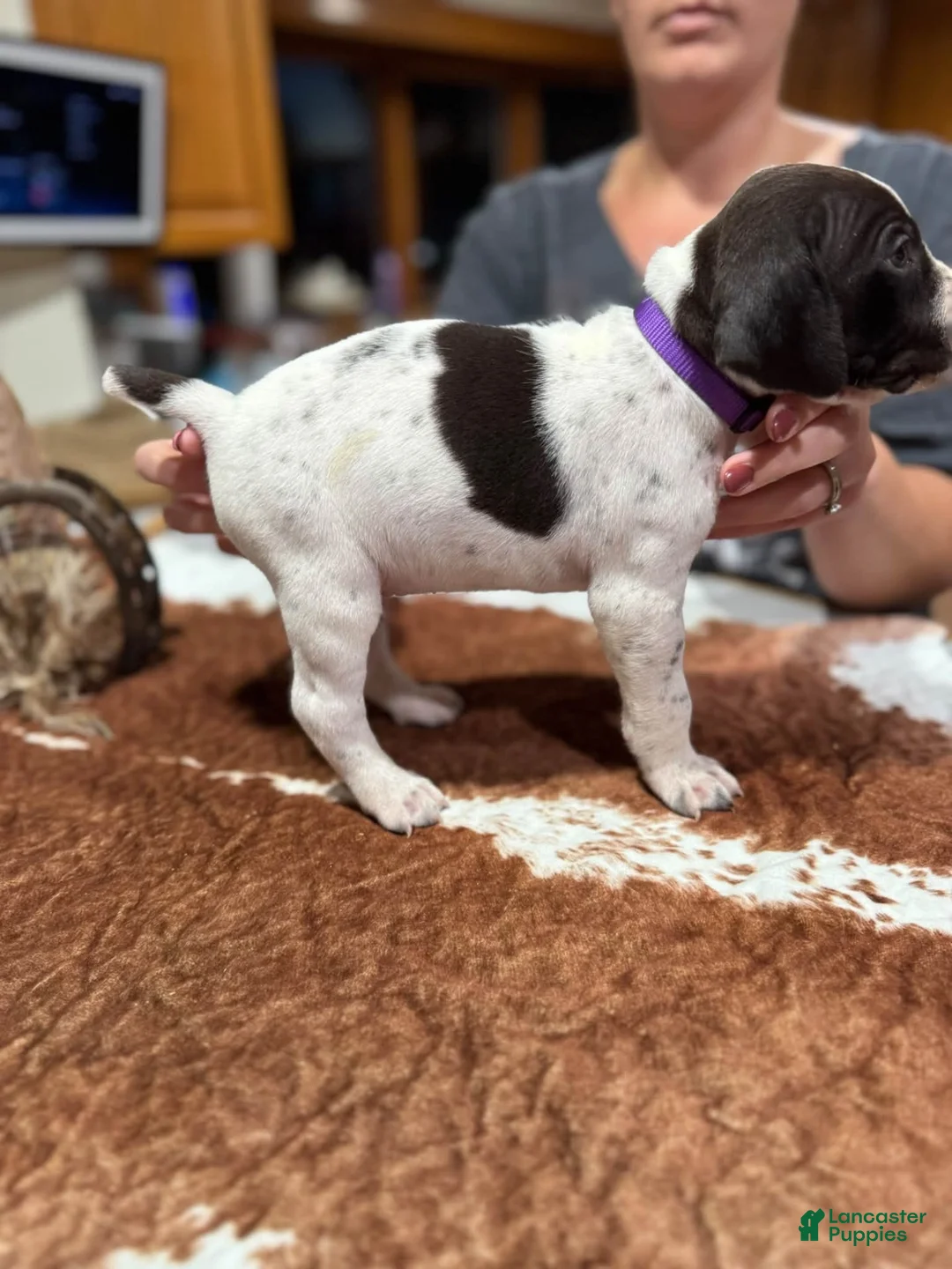 German Shorthaired Pointer dogs for sale: German Shorthaired Pointer 2 - Ad 1