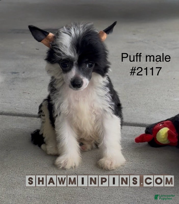 Chinese Crested dogs Male puff-1 - Ad 8