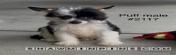 Chinese Crested dogs for sale: Male puff-1 - Ad 1