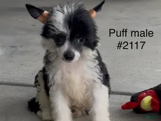 Chinese Crested dogs Male puff-1 - Ad 8