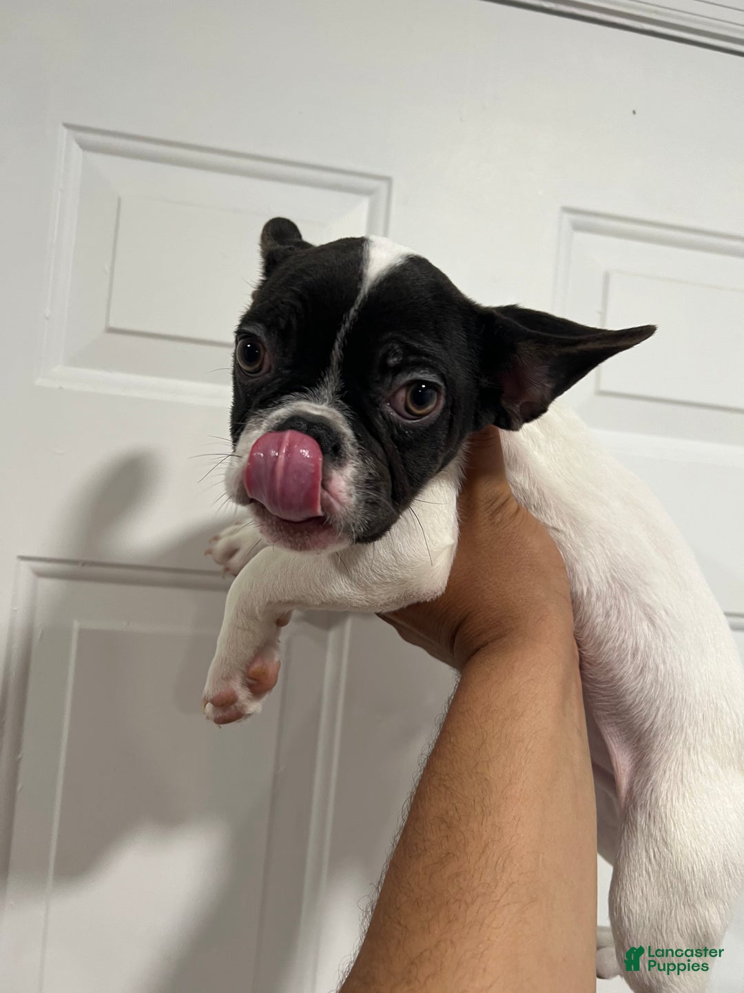 French Bulldog dogs for sale: Oreo - Ad 4
