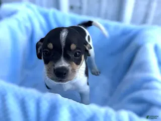 Chihuahua dogs Chihuahua Puppy 4 Lenny - Ad 20