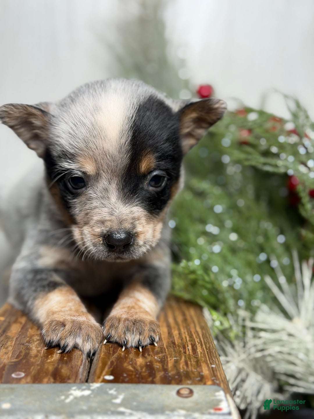 Australian Cattle Dog dogs for sale: Australian Cattle Dog Puppy 3 - Ad 6