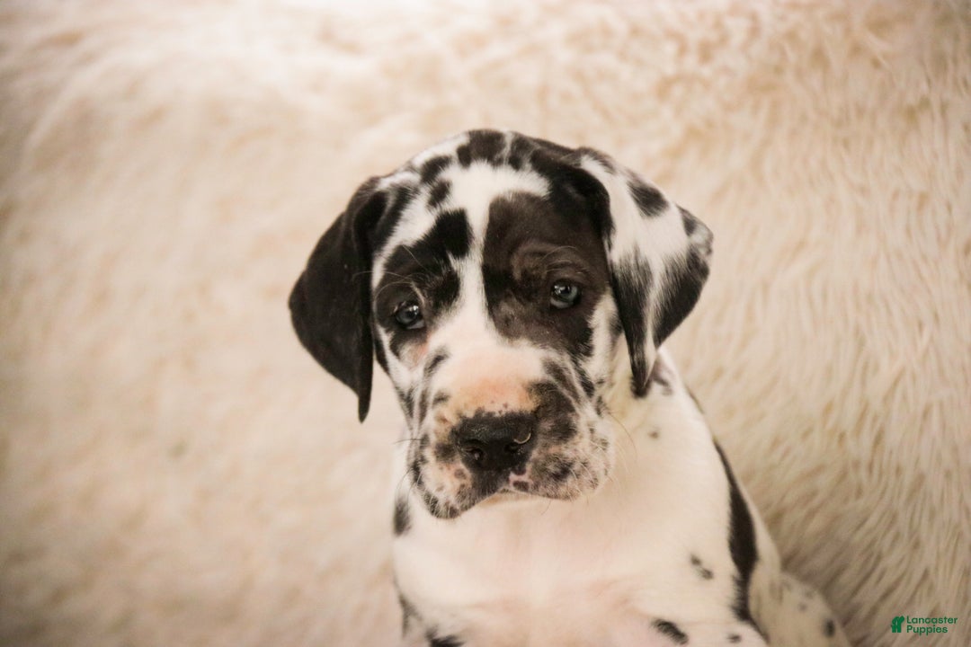 Great Dane dogs for sale: Gordon - Ad 2