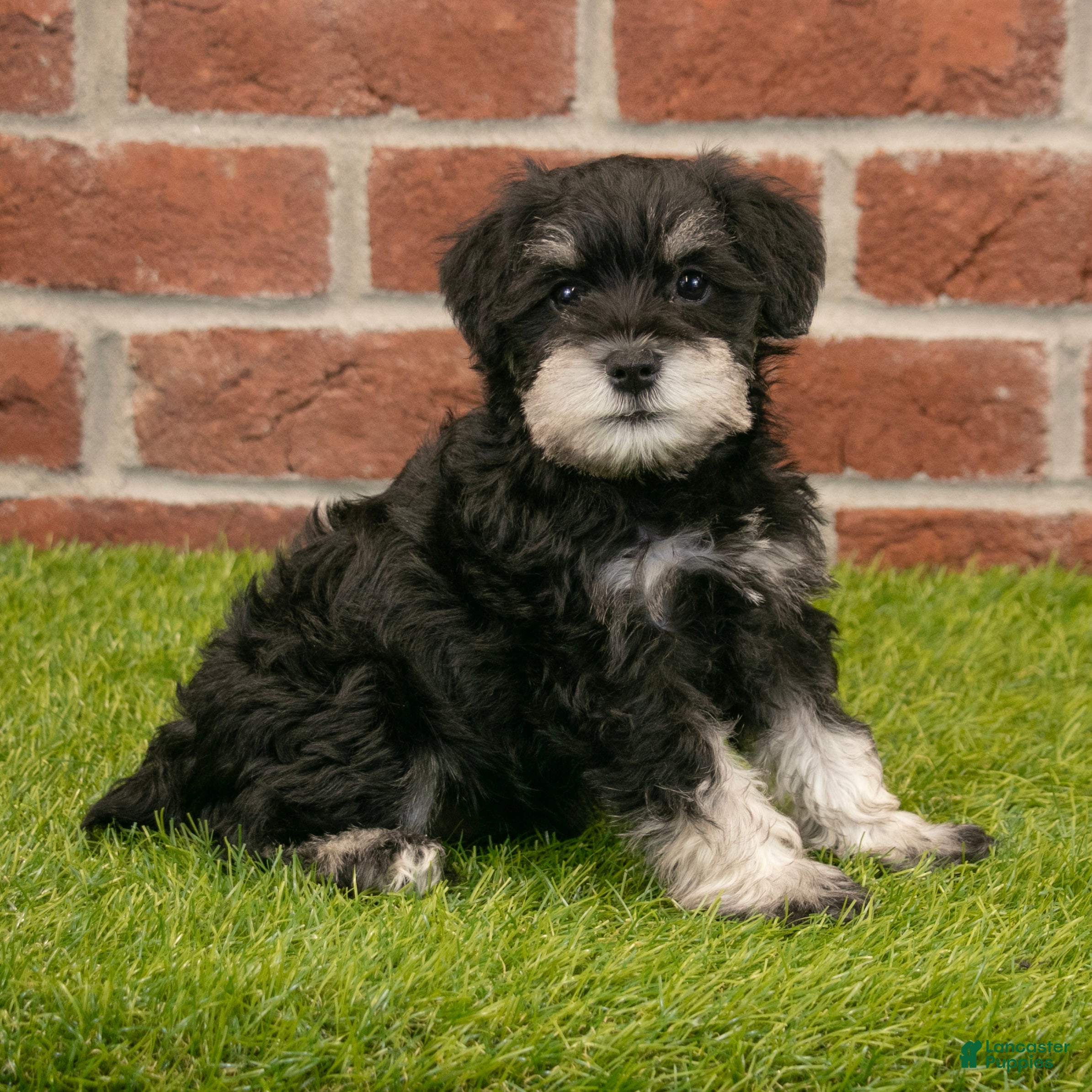 Miniature Schnauzer dogs for sale: Mason - Ad 6