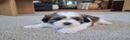 Shih Tzu dogs for sale: Lola - Ad 5